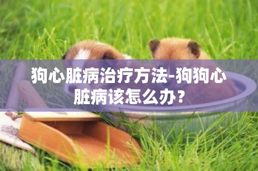 狗心脏病治疗方法-狗狗心脏病该怎么办？