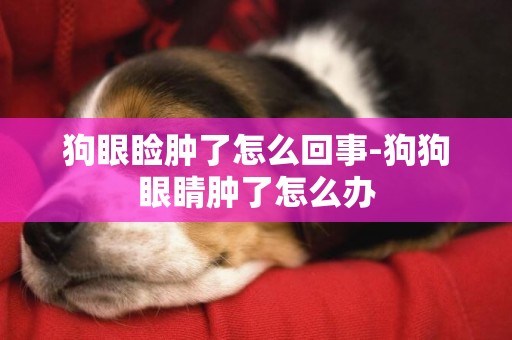 狗眼睑肿了怎么回事-狗狗眼睛肿了怎么办