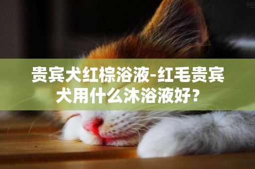 贵宾犬红棕浴液-红毛贵宾犬用什么沐浴液好？