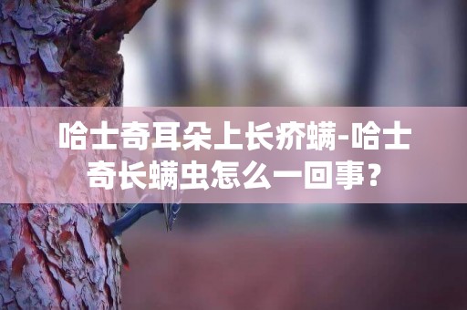 哈士奇耳朵上长疥螨-哈士奇长螨虫怎么一回事？