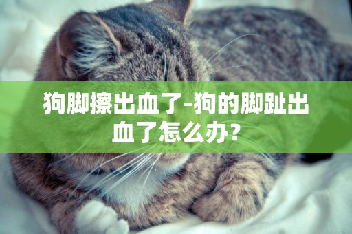 狗脚擦出血了-狗的脚趾出血了怎么办？