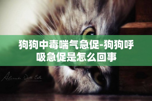 狗狗中毒喘气急促-狗狗呼吸急促是怎么回事