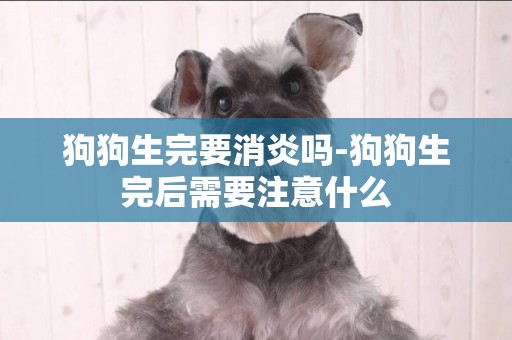 狗狗生完要消炎吗-狗狗生完后需要注意什么