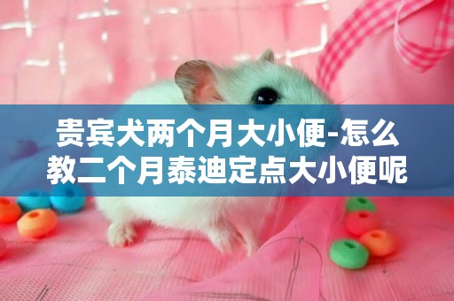 贵宾犬两个月大小便-怎么教二个月泰迪定点大小便呢。