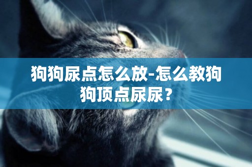 狗狗尿点怎么放-怎么教狗狗顶点尿尿？