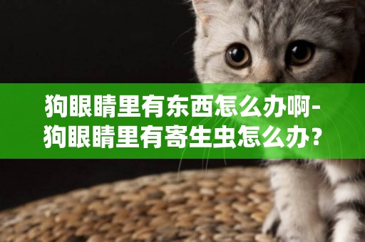 狗眼睛里有东西怎么办啊-狗眼睛里有寄生虫怎么办？