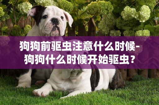 狗狗前驱虫注意什么时候-狗狗什么时候开始驱虫？