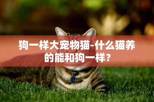 狗一样大宠物猫-什么猫养的能和狗一样？