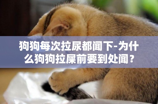 狗狗每次拉尿都闻下-为什么狗狗拉屎前要到处闻？