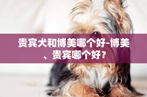 贵宾犬和博美哪个好-博美、贵宾哪个好？