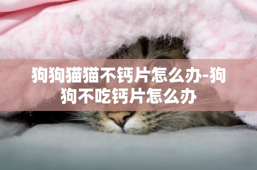 狗狗猫猫不钙片怎么办-狗狗不吃钙片怎么办