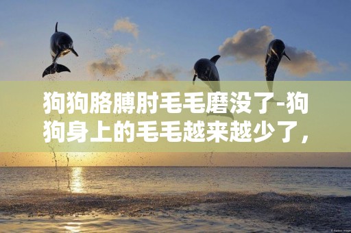 狗狗胳膊肘毛毛磨没了-狗狗身上的毛毛越来越少了，有什么解决的办法吗？