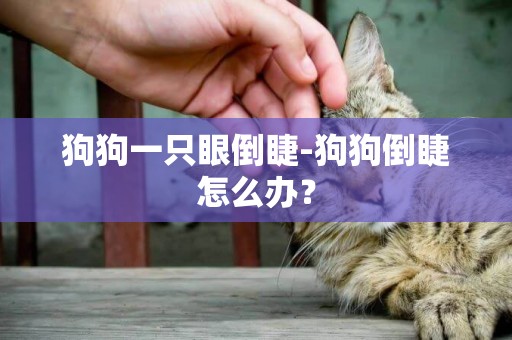 狗狗一只眼倒睫-狗狗倒睫怎么办？