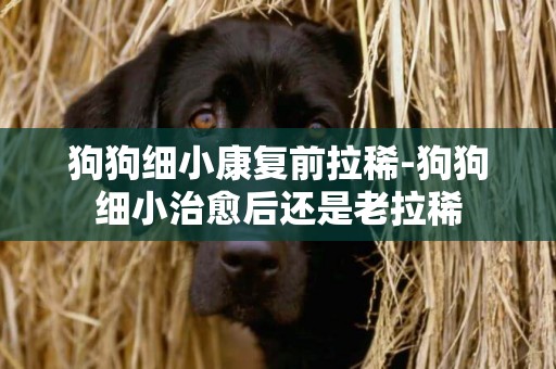 狗狗细小康复前拉稀-狗狗细小治愈后还是老拉稀