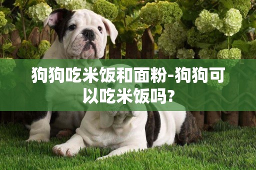 狗狗吃米饭和面粉-狗狗可以吃米饭吗?