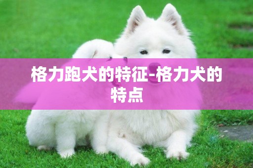 格力跑犬的特征-格力犬的特点