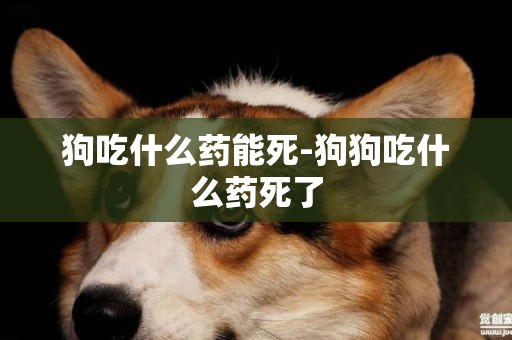 狗吃什么药能死-狗狗吃什么药死了