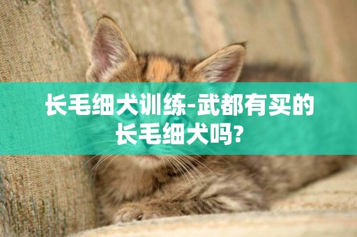 长毛细犬训练-武都有买的长毛细犬吗?