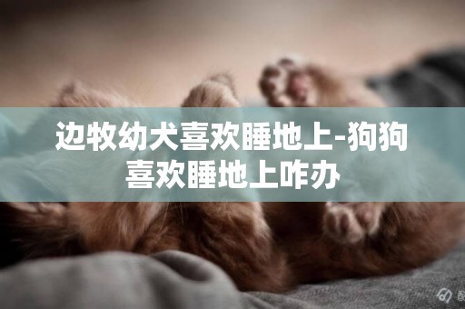 边牧幼犬喜欢睡地上-狗狗喜欢睡地上咋办