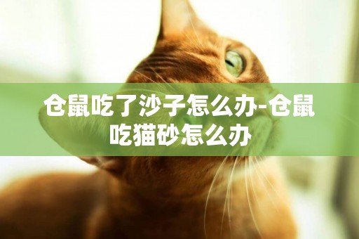 仓鼠吃了沙子怎么办-仓鼠吃猫砂怎么办