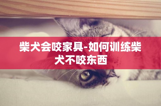 柴犬会咬家具-如何训练柴犬不咬东西