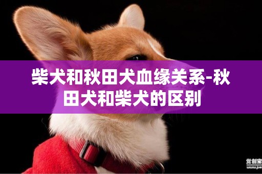 柴犬和秋田犬血缘关系-秋田犬和柴犬的区别