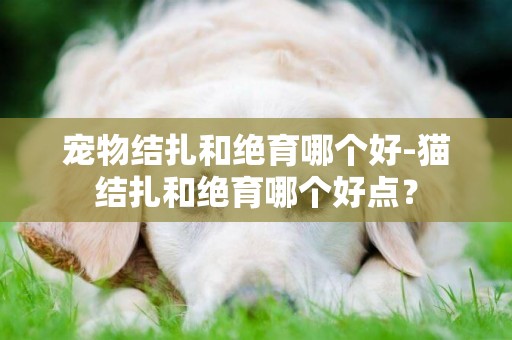 宠物结扎和绝育哪个好-猫结扎和绝育哪个好点？