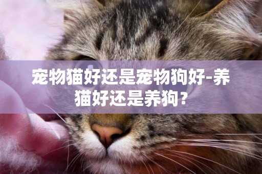 宠物猫好还是宠物狗好-养猫好还是养狗？