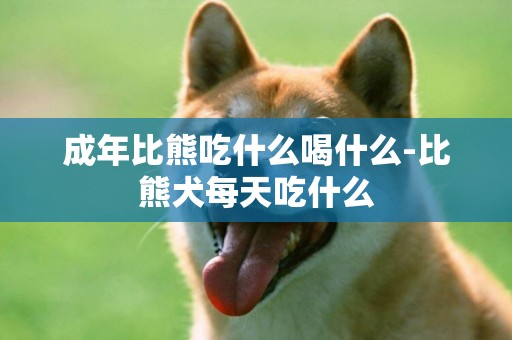 成年比熊吃什么喝什么-比熊犬每天吃什么