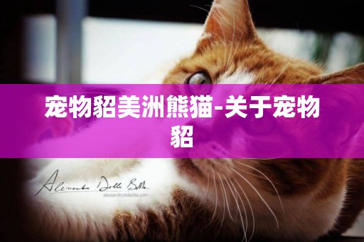 宠物貂美洲熊猫-关于宠物貂