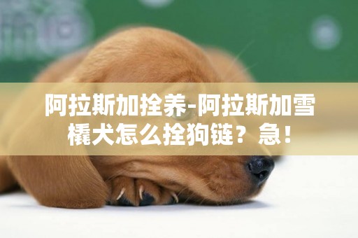 阿拉斯加拴养-阿拉斯加雪橇犬怎么拴狗链？急！