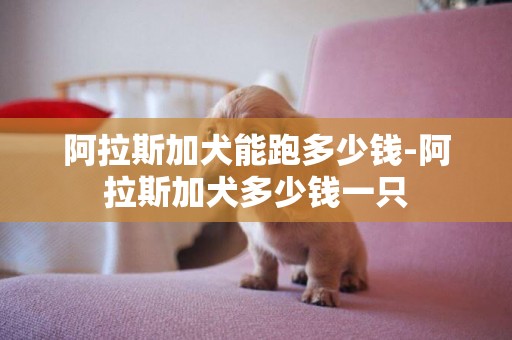 阿拉斯加犬能跑多少钱-阿拉斯加犬多少钱一只