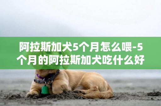 阿拉斯加犬5个月怎么喂-5个月的阿拉斯加犬吃什么好？