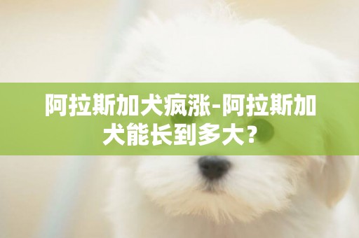 阿拉斯加犬疯涨-阿拉斯加犬能长到多大？