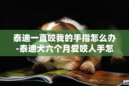 泰迪一直咬我的手指怎么办-泰迪犬六个月爱咬人手怎么办