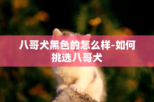 八哥犬黑色的怎么样-如何挑选八哥犬