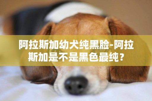 阿拉斯加幼犬纯黑脸-阿拉斯加是不是黑色最纯？