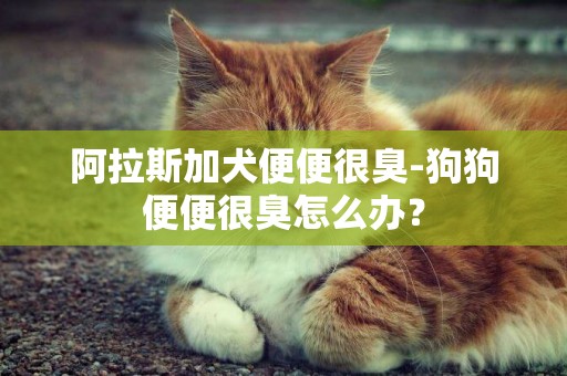 阿拉斯加犬便便很臭-狗狗便便很臭怎么办？