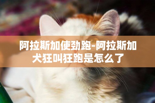 阿拉斯加使劲跑-阿拉斯加犬狂叫狂跑是怎么了