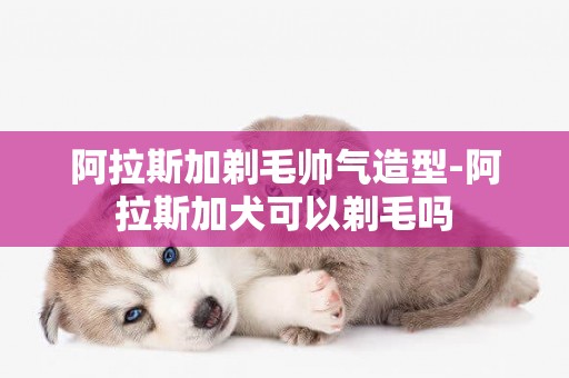 阿拉斯加剃毛帅气造型-阿拉斯加犬可以剃毛吗