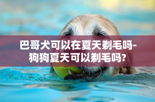 巴哥犬可以在夏天剃毛吗-狗狗夏天可以剃毛吗?