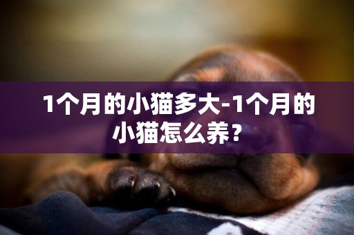 1个月的小猫多大-1个月的小猫怎么养？