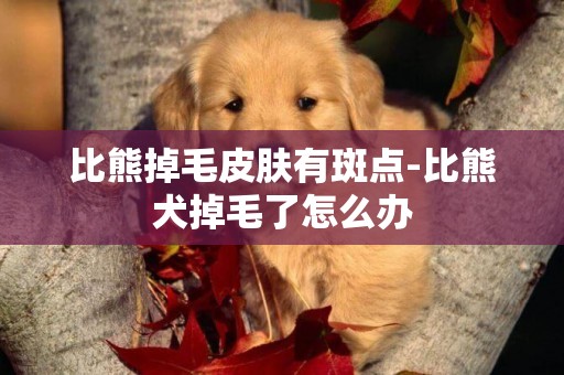 比熊掉毛皮肤有斑点-比熊犬掉毛了怎么办