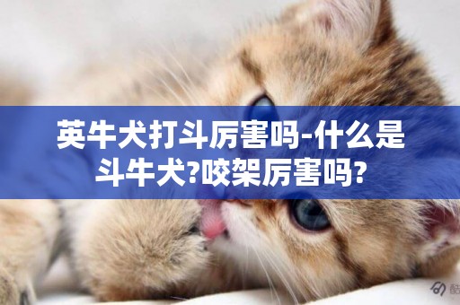 英牛犬打斗厉害吗-什么是斗牛犬?咬架厉害吗?