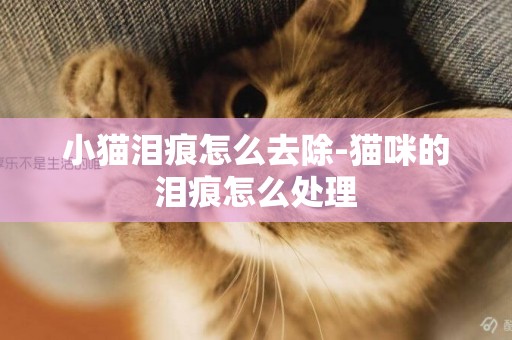 小猫泪痕怎么去除-猫咪的泪痕怎么处理