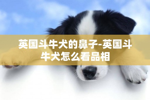 英国斗牛犬的鼻子-英国斗牛犬怎么看品相