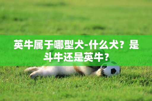 英牛属于哪型犬-什么犬？是斗牛还是英牛？