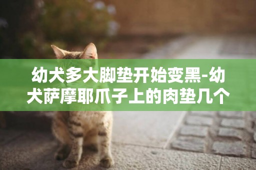 幼犬多大脚垫开始变黑-幼犬萨摩耶爪子上的肉垫几个月可以完全变黑，还有打育苗问题？