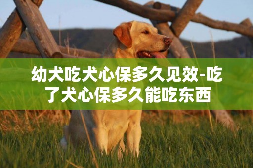 幼犬吃犬心保多久见效-吃了犬心保多久能吃东西