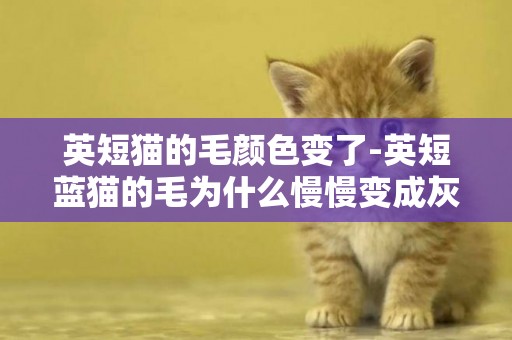 英短猫的毛颜色变了-英短蓝猫的毛为什么慢慢变成灰色了